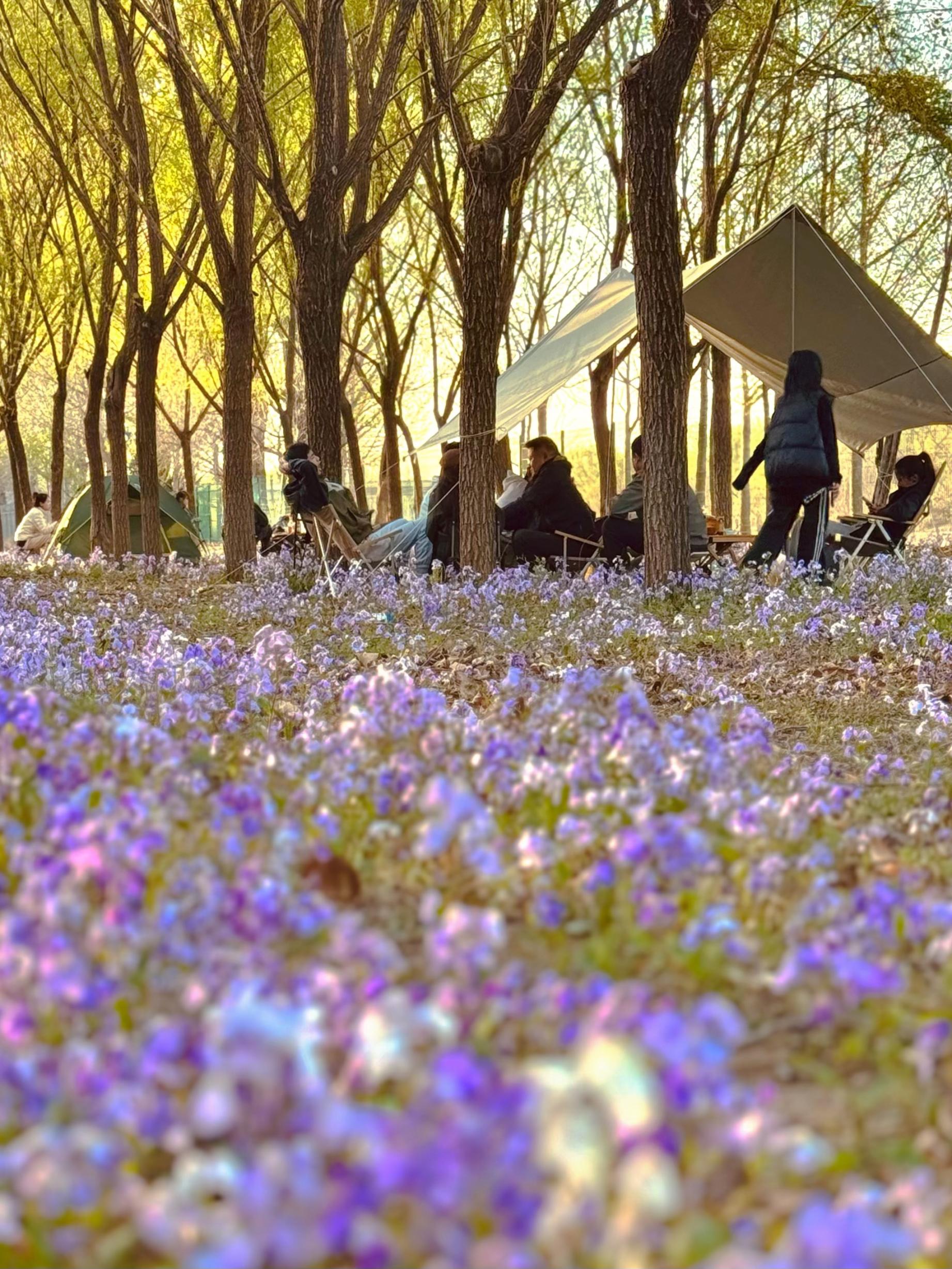 清明假期期間，范女士一家在北京溫榆河邊露營。受訪者供圖
