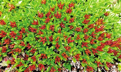 青藏墊柳。資料圖片