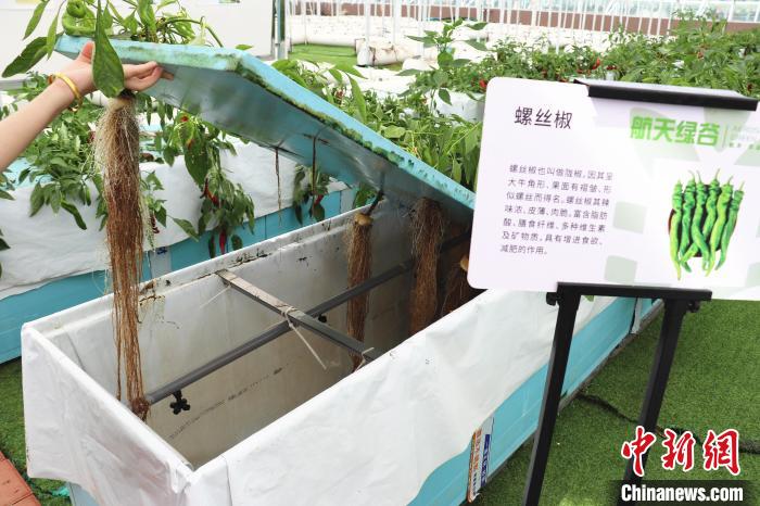 圖為在南昌市紅谷灘區(qū)元宇宙·VR數(shù)字農(nóng)業(yè)示范基地氣霧培養(yǎng)車間里，螺絲椒長(zhǎng)勢(shì)良好?！⌒苠\陽(yáng) 攝